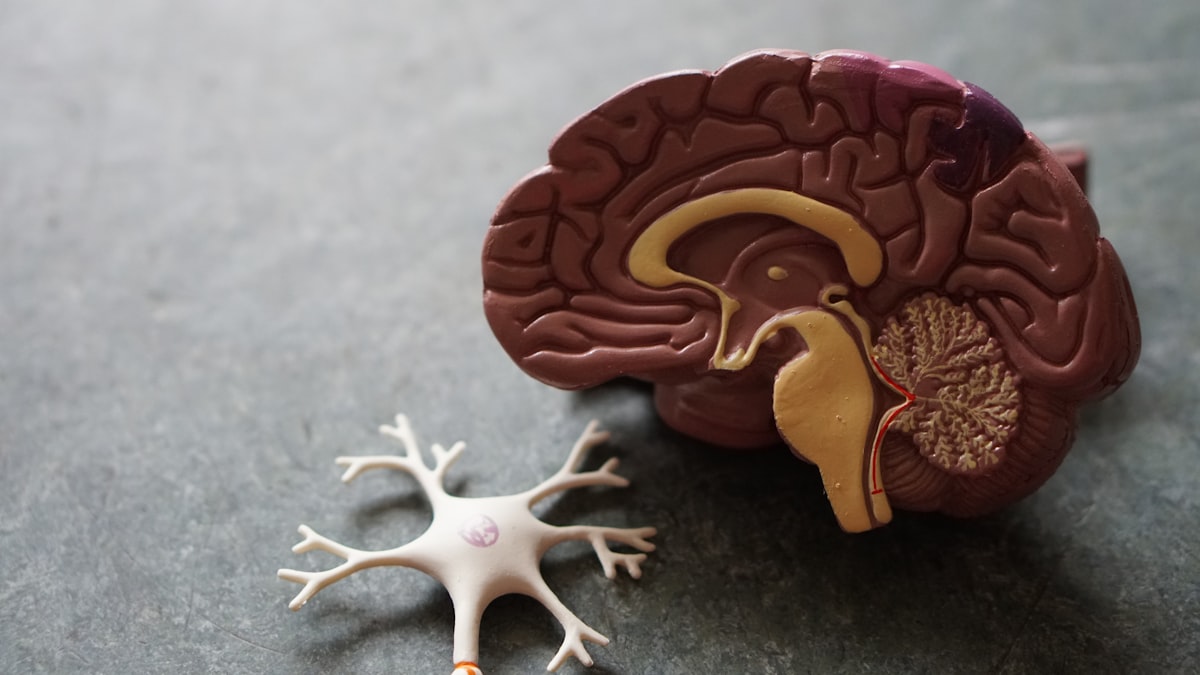 10 Evidence-Based Strategies to Boost Working Memory, Cognitive Plasticity, and IQ